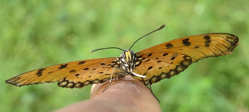 File:Acraea violae - Tawny Coster butterfly at Palappuzha 2018 (6).jpg