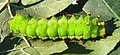 Fifth instar larva