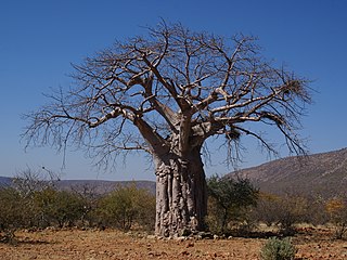 'n Kremetart naby Omuramba, Kunene, Namibië