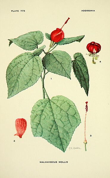 File:Addisonia - colored illustrations and popular descriptions of plants (1916-(1964)) (16746985696).jpg