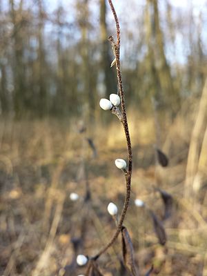 Blauroter Steinsame: Beschreibung, Ökologie, Verbreitung