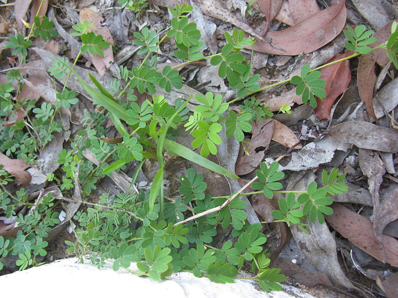 File:Aeschynomene brevifolia habit3 (9525277817).jpg