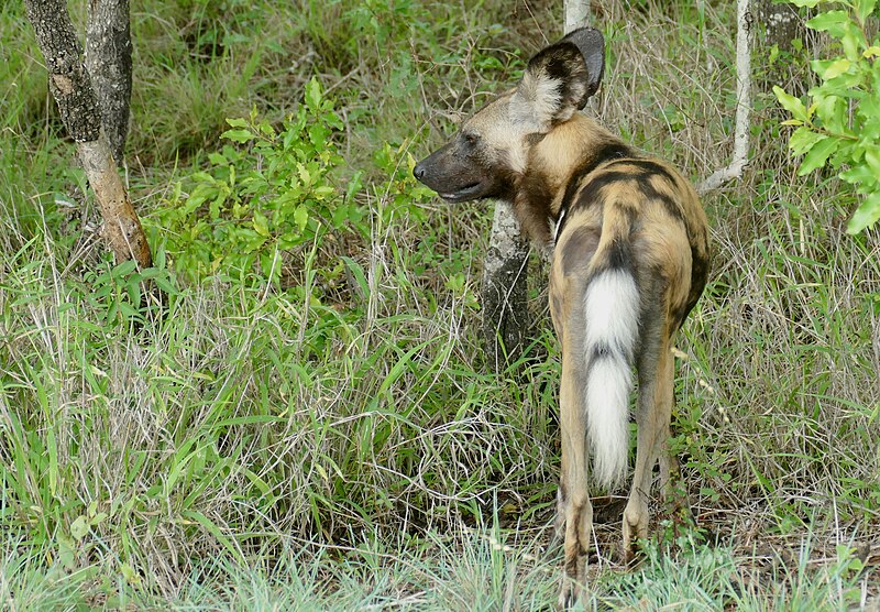 File:African wild dog (53403496480).jpg