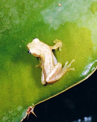 <span class="mw-page-title-main">Lesser banana frog</span> Species of amphibian
