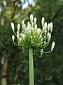 Bloemknoppen van een bladhoudende Agapanthus na een regenbui.