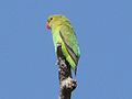 Female; Ethiopia