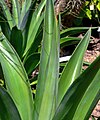 Agave desmettiana