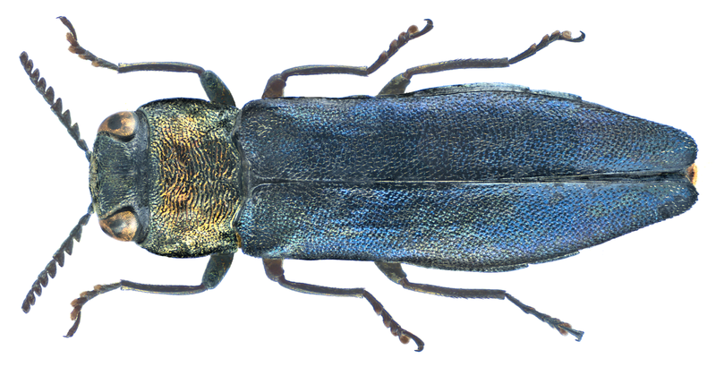 File:Agrilus auricollis Kiesenwetter, 1857 (16315252698).png