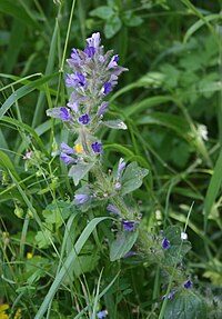 Ajuga orientalis