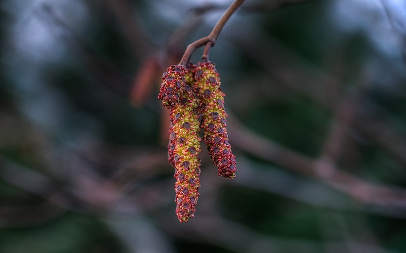 File:Alder Catkins (6786125042).jpg