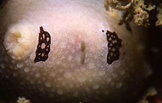 Two of the dotted spots of the three-spot nudibranch Aldisa trimaculata nov07.jpg