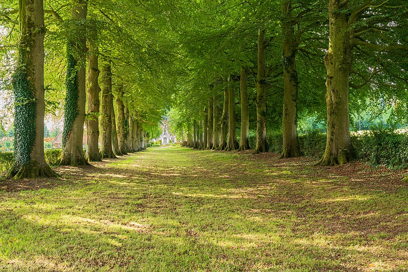 File:Allée de hêtres.jpg