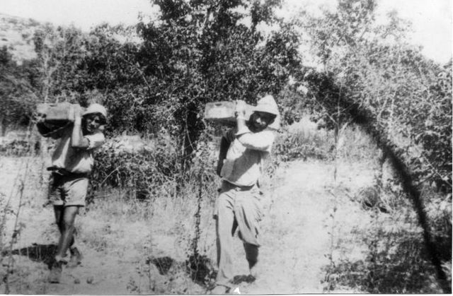 Members of Yiftach Brigade harvesting fruit from Allar orchards. 1949