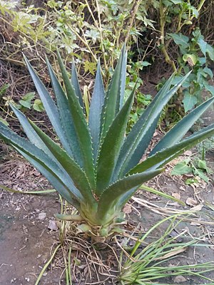 Aloe in the Garden.jpg