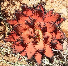 Aloe melanacantha - pustinja Karoo NBG 4.jpg