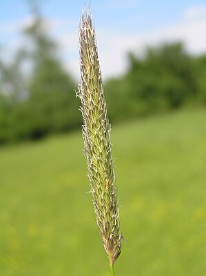 Как выглядит тимофеевка. Лисохвост Луговой (Alopecurus pratensis).. Лисохвост Луговой Alopecúrus praténsis. Лисохвост Луговой Alopecurus pratensis l.. Лисохвост Луговой Alopecurus pratensis Aureovariegatus.