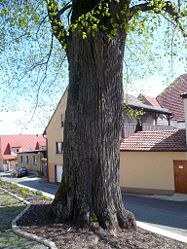 Old village linden tree in Eltingshausen.jpg