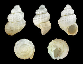 <i>Alvania auberiana</i> Species of gastropod