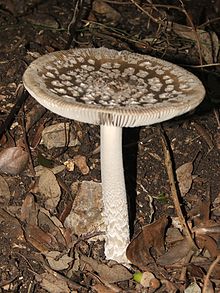 Amanita inaurata.JPG