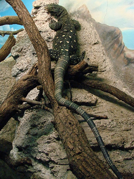 Varanus salvadorii