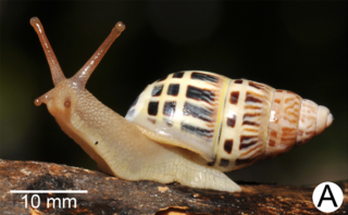 <i>Amphidromus areolatus</i> Species of gastropod