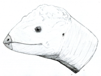 Amtocephale LM.png