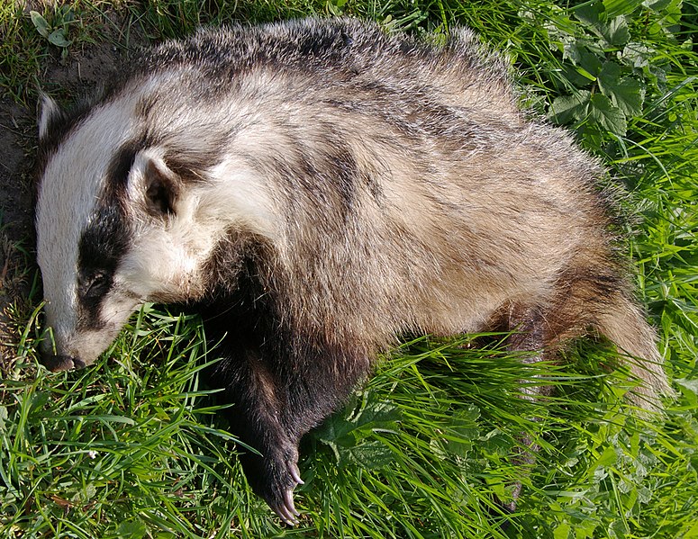 File:An Unfortunate Badger - geograph.org.uk - 2377427.jpg