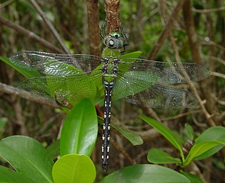 <i>Anax amazili</i> Species of dragonfly