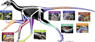 Anchiornis huxleyi skel hartman 2017.png