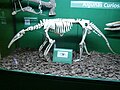 Anteater Skeleton.JPG