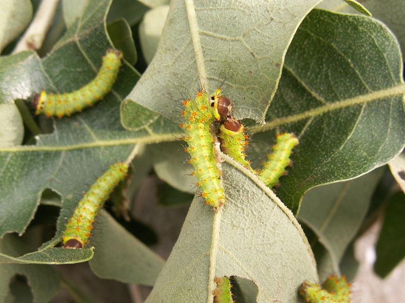 File:Antheraea pernyi 2nd instar 7 sjh.jpg