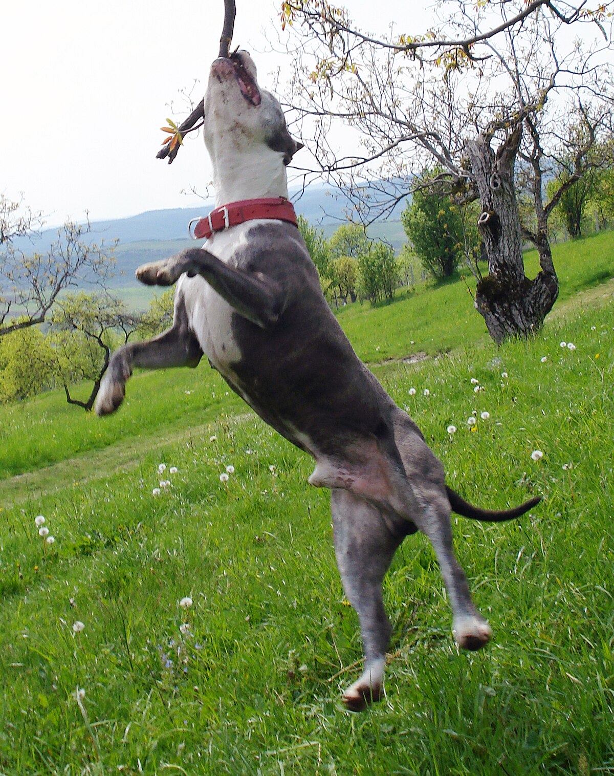 Jogo De Dois Cães Que Luta No Campo Gramíneo Foto de Stock - Imagem de  exterior, jogo: 70741050