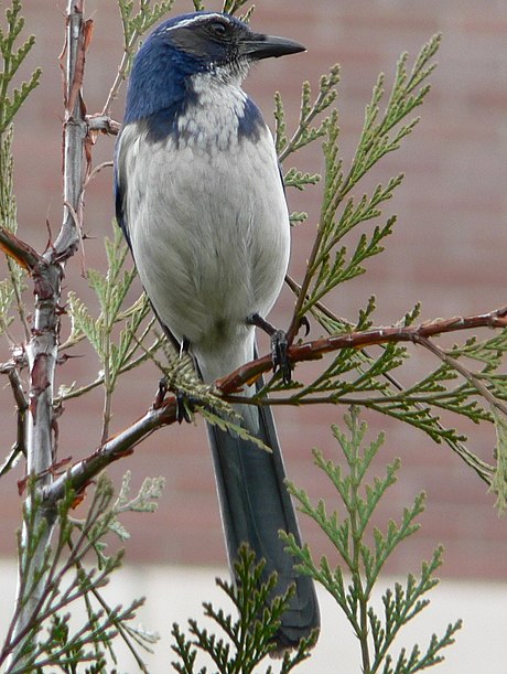 California scrub jay - Wikipedia