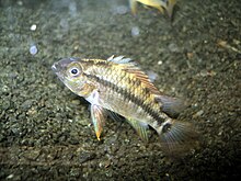 Apistogramma cruzi (femelle) .JPG