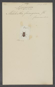 Yellow paper with the scientific name of the beetle on top, apogonia ferruginea. Small in the center, a drawing of the apogonia ferruginea beetle. Part of the special collections of the University of Amsterdam