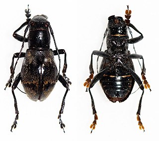 <i>Aprophata</i> Genus of beetles