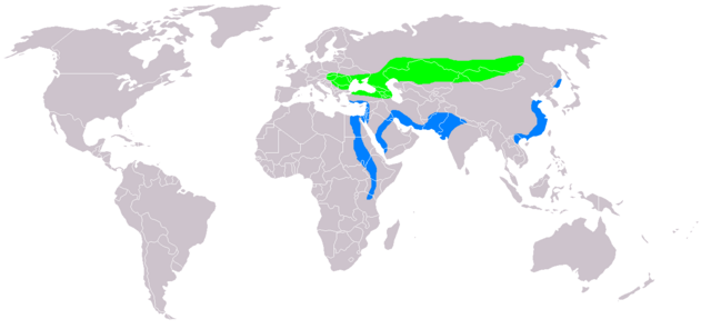 Águia-imperial no mundo.A verde escuro a distribuição da ibérica.