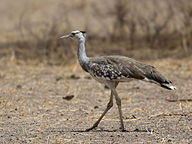 State Bird of the Islamic Republic of Mauritania