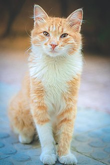 Red tabby and white bicolor Arabian Mau Arabian Mau1.jpg