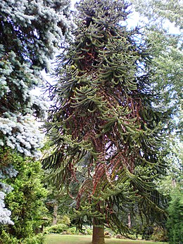 Čilinė araukarija (Araucaria araucana)