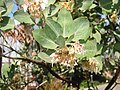 Arctostaphylos viscida 9792.JPG