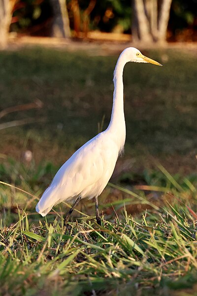 File:Ardea alba modesta (Brunei).jpg