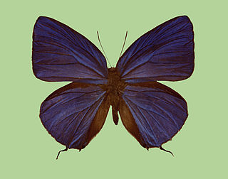 <i>Arhopala sakaguchii</i> Species of butterfly
