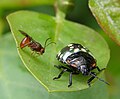 Aridelus rufotestaceus (Euphorinae) femelle approchant un jeune Nezara viridula