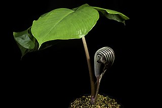 <i>Arisaema <span style="font-style:normal;">sect.</span> Franchetiana</i> Subgenus of flowering plants