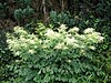 Aruncus dioicus003.jpg