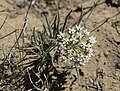 Thumbnail for Asclepias involucrata