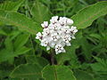 Asclepias variegata.jpg