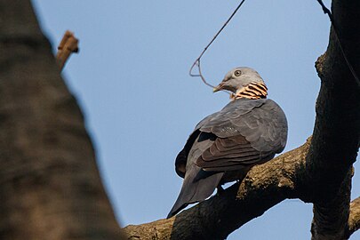 Ashy wood pigeon (Columba pulchricollis) 04.jpg