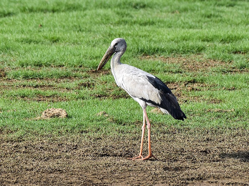 File:Asian Openbill Kabini Nagarhole Apr22 D72 23688.jpg